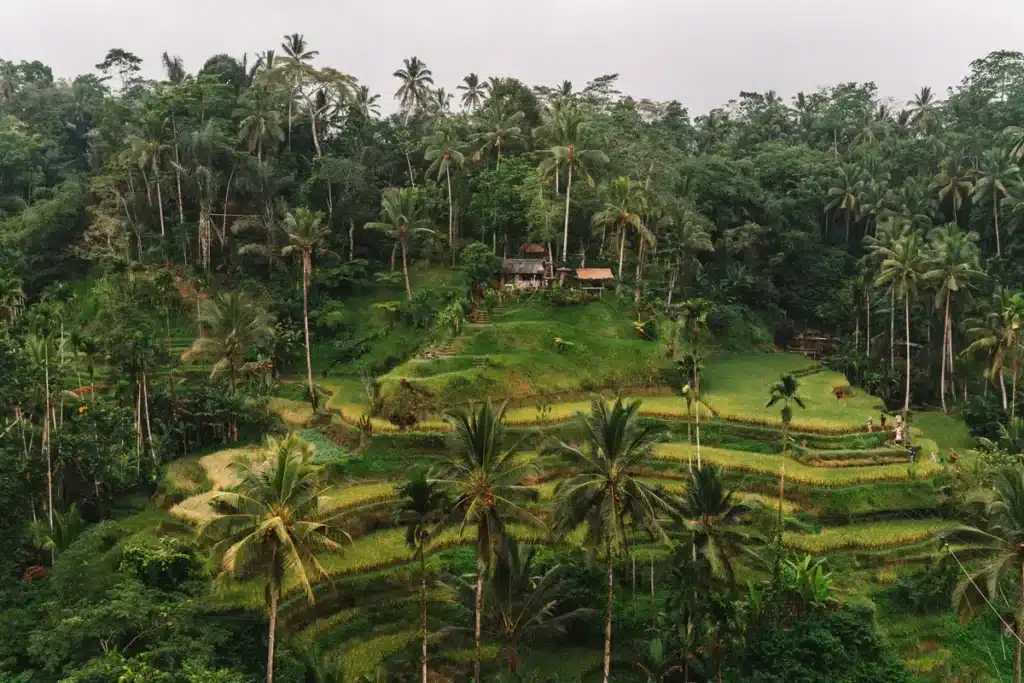 Green rice terraces and palm trees in Ubud, Central Bali